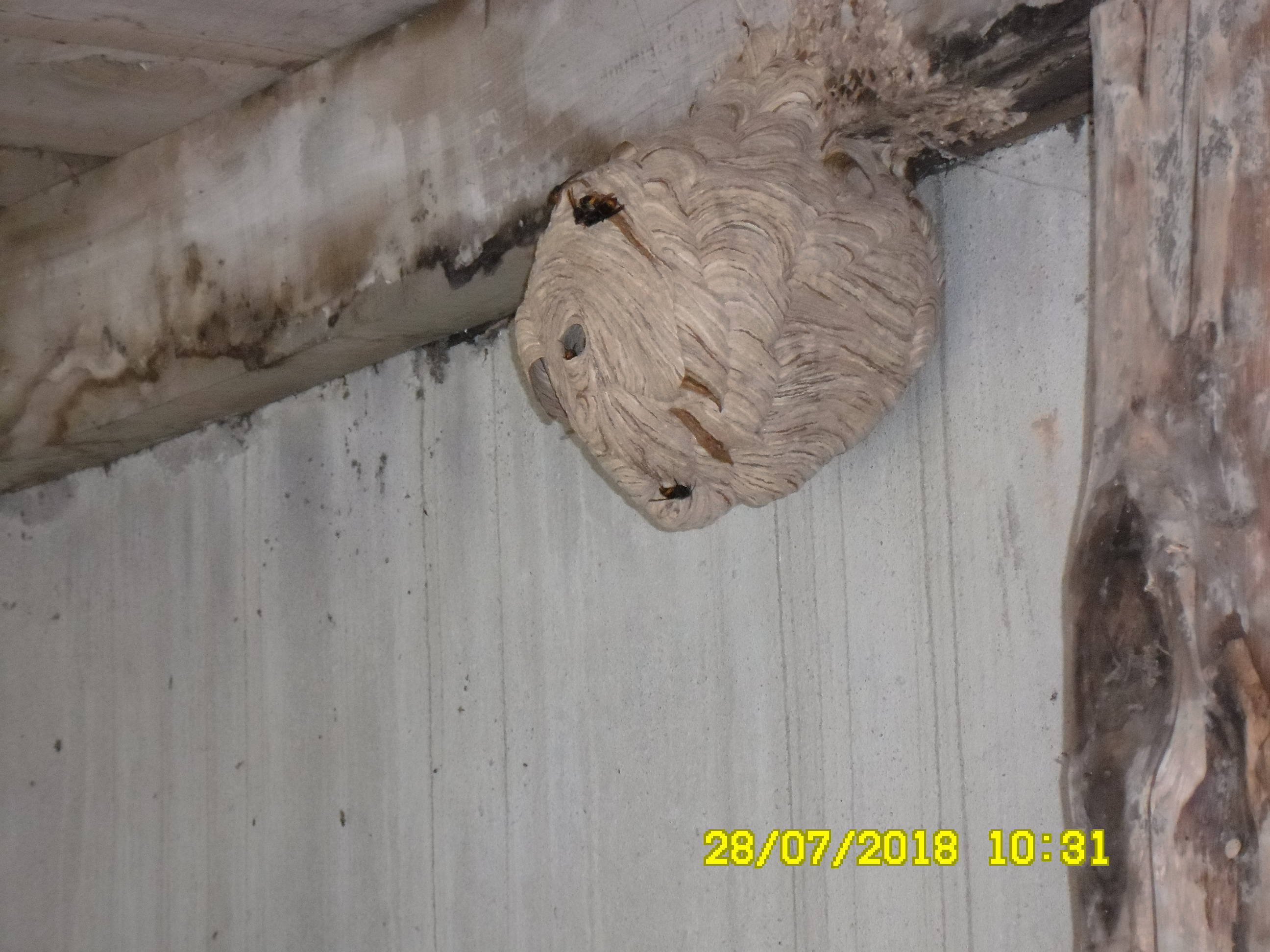 Bestioles volante 5b5c2e57c6d08